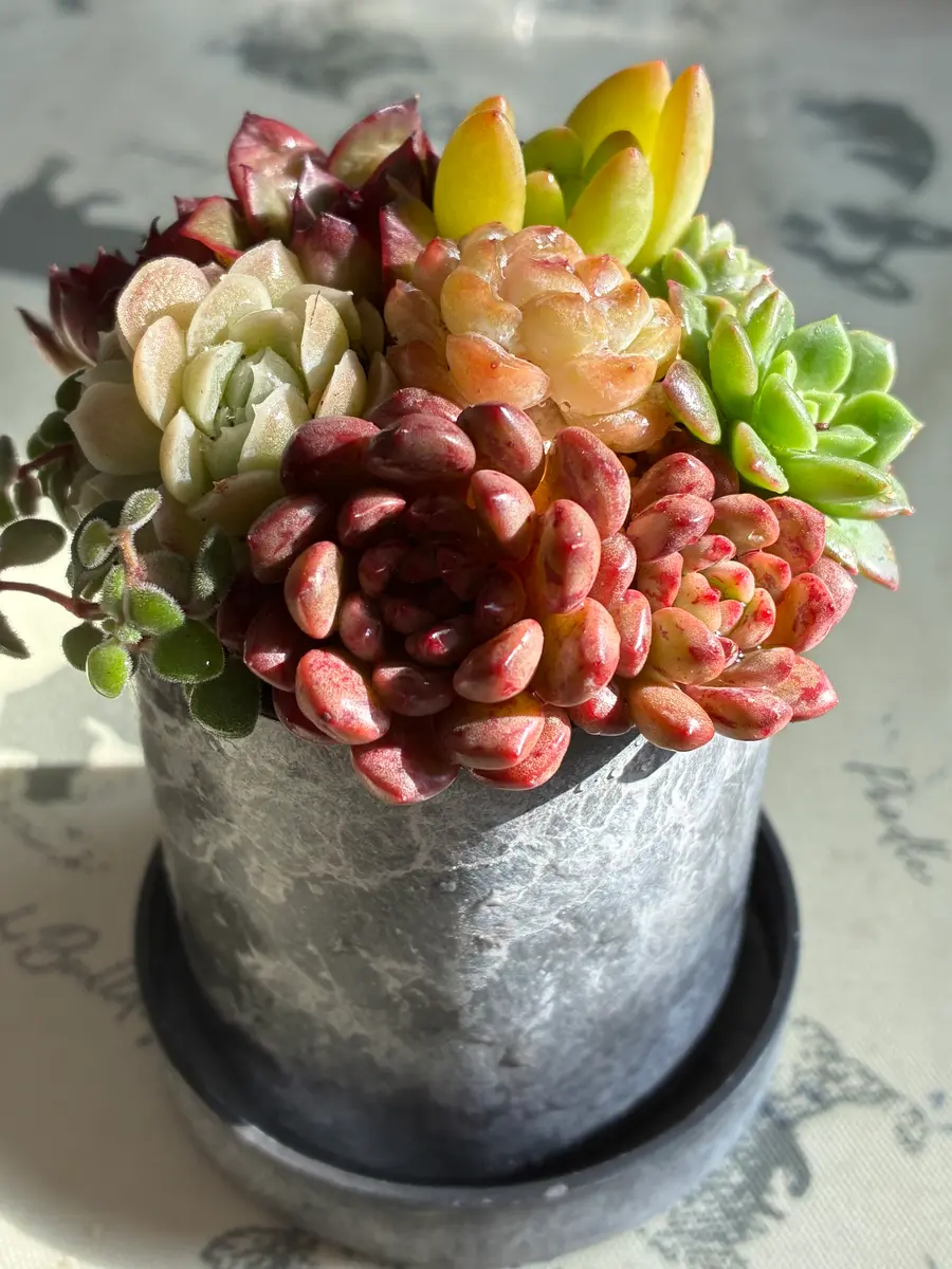 寄せ植え｜園芸日記by植花夢isikawa｜みんなの趣味の園芸｜1402820