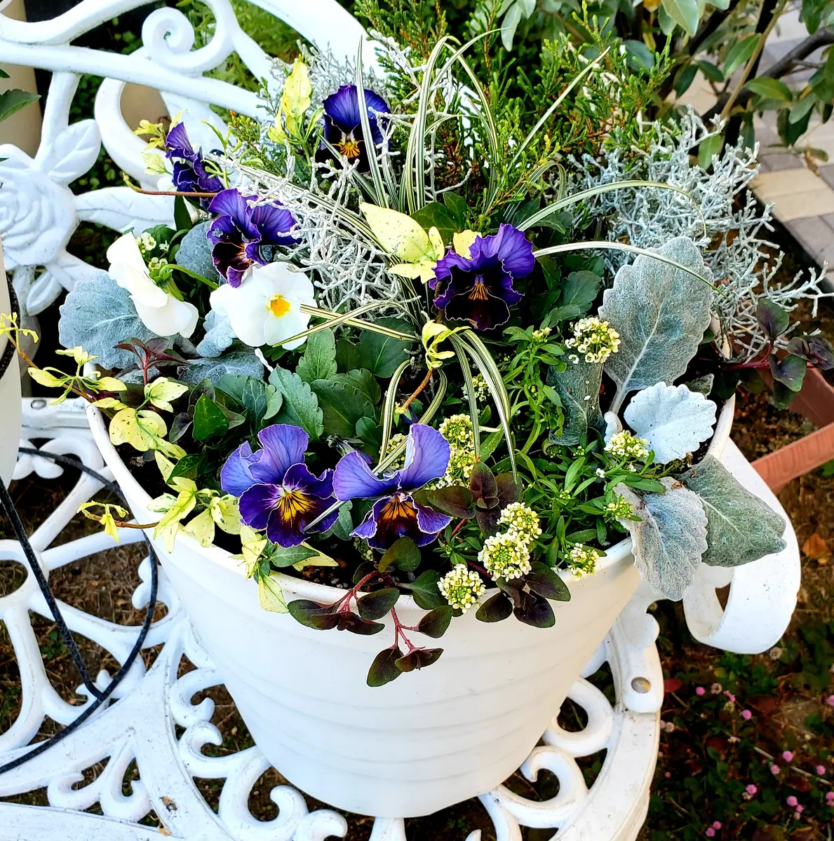 ブルー系の寄せ植え💙｜園芸日記byみどりガーデン｜みんなの趣味の園芸