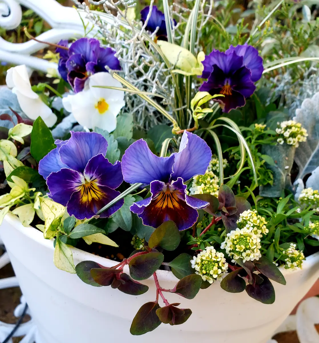 ブルー系の寄せ植え💙｜園芸日記byみどりガーデン｜みんなの趣味の園芸