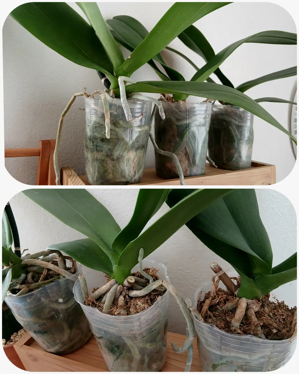胡蝶蘭 シダコルク樹皮仕立て 観葉植物 つぼみ付きで開花が楽しめますプロフィ必読 観葉植物 胡蝶蘭 シダコルク樹皮仕立て 観葉植物 つぼみ付きで開花が