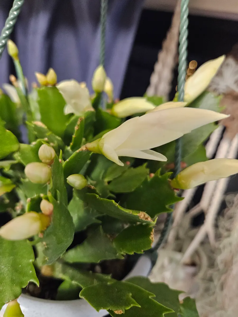 【小菊 くらシェア | 冬でも楽しむ園芸 AN050＋AN067　接木　1665,66 】シャコバサボテン サボテン