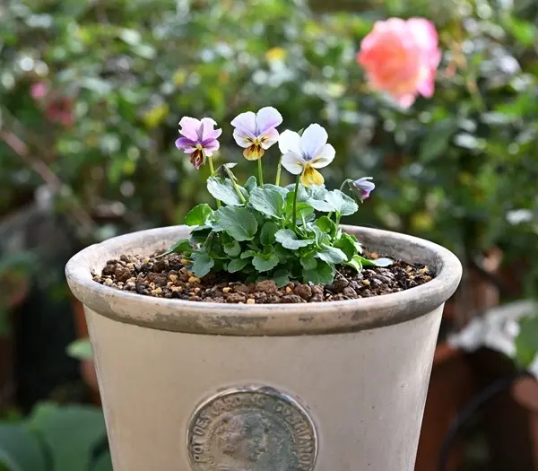 すみれ図鑑」を植えました。｜園芸日記by有島 薫｜みんなの趣味の園芸