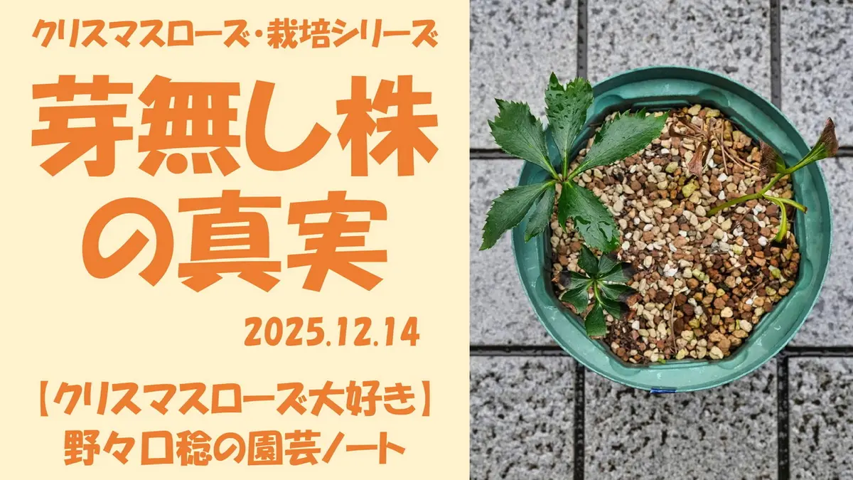 芽無し株の真実｜園芸日記by野々口稔｜みんなの趣味の園芸｜1403249