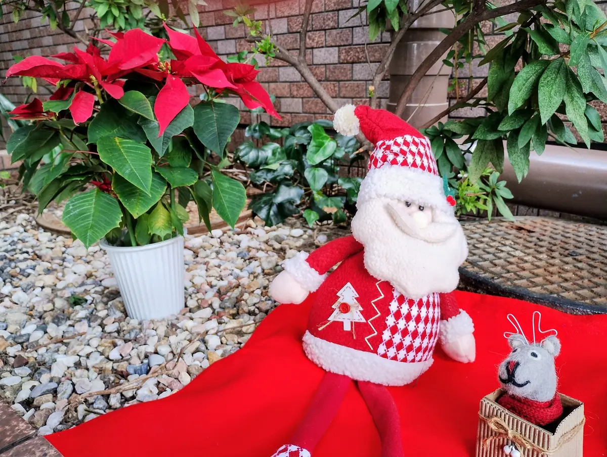 🎅やっとサンタさん見つかりました🌳｜園芸日記byエリシマム｜みんなの