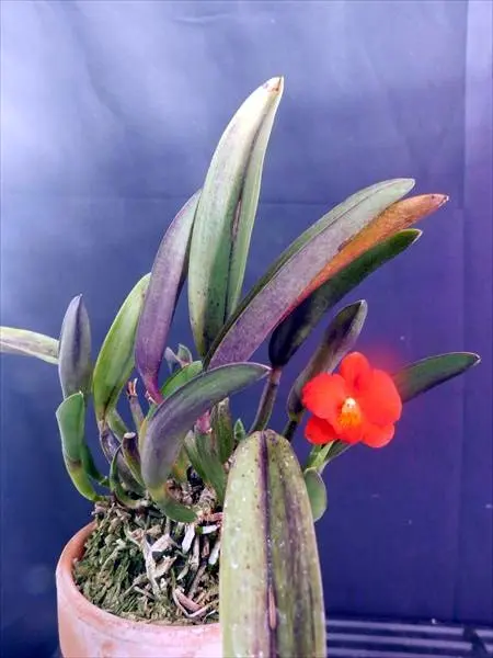 カトレア コクシネア開花｜園芸日記byネカタ｜みんなの趣味の園芸｜1403383