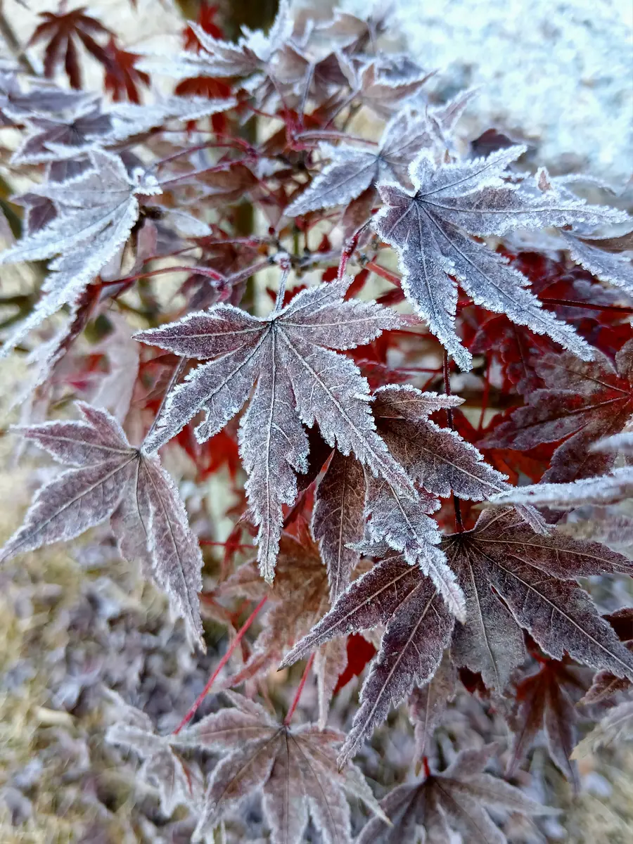❄❄氷の結晶❄❄｜園芸日記byますもん｜みんなの趣味の園芸｜1403547