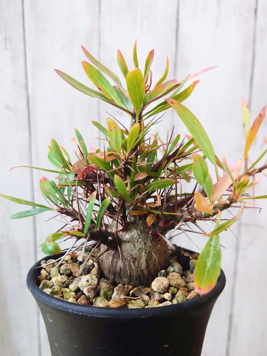 フォークイエリアプルプシの日記一覧|Plantskafkaさんの園芸日記