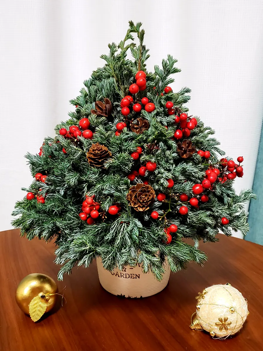 Xmasツリーを作ってみました✨🎄✨｜園芸日記byみどりガーデン