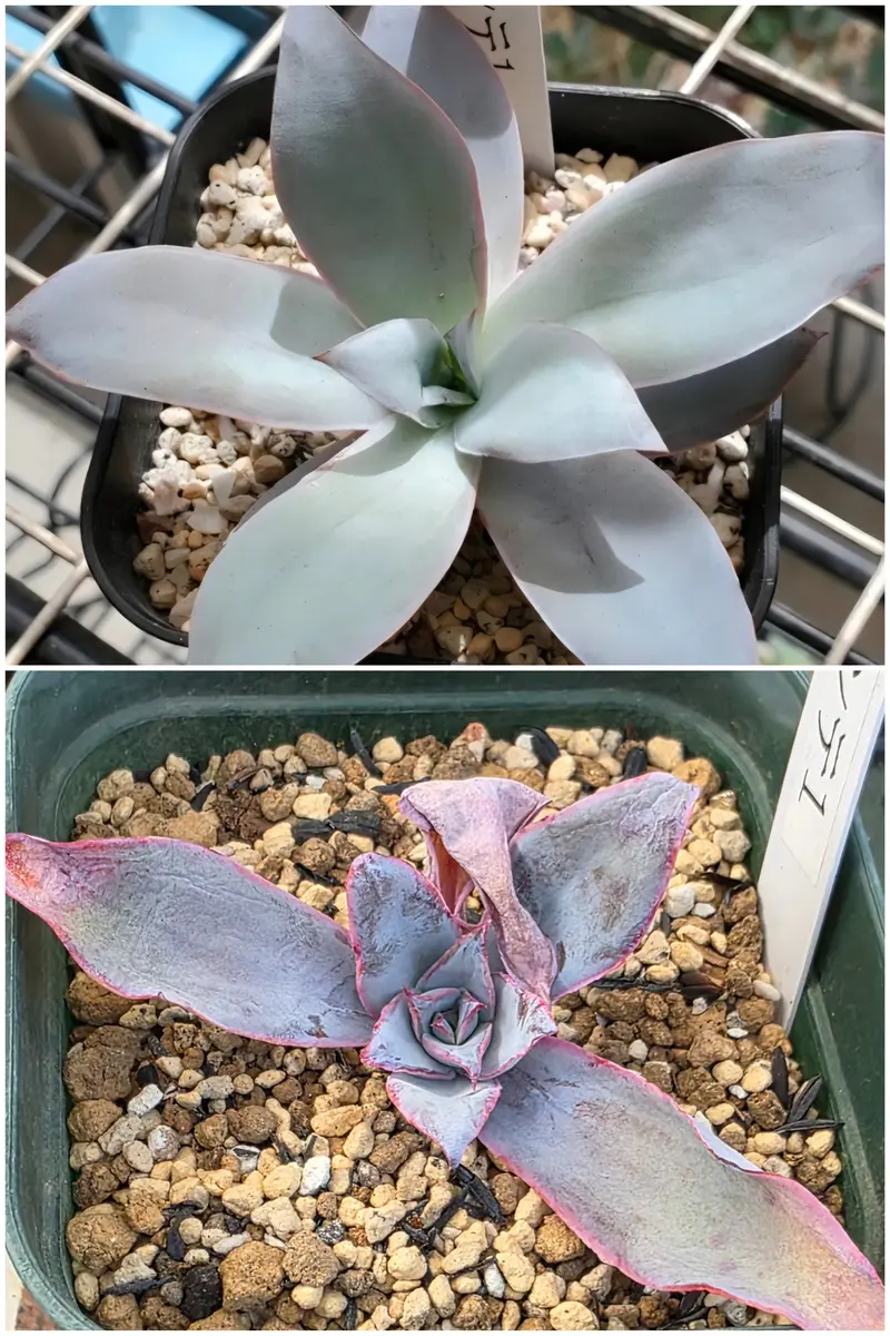 アエオニウムの日記一覧|たにくっちゃん(旧:エアースプリング)さんの