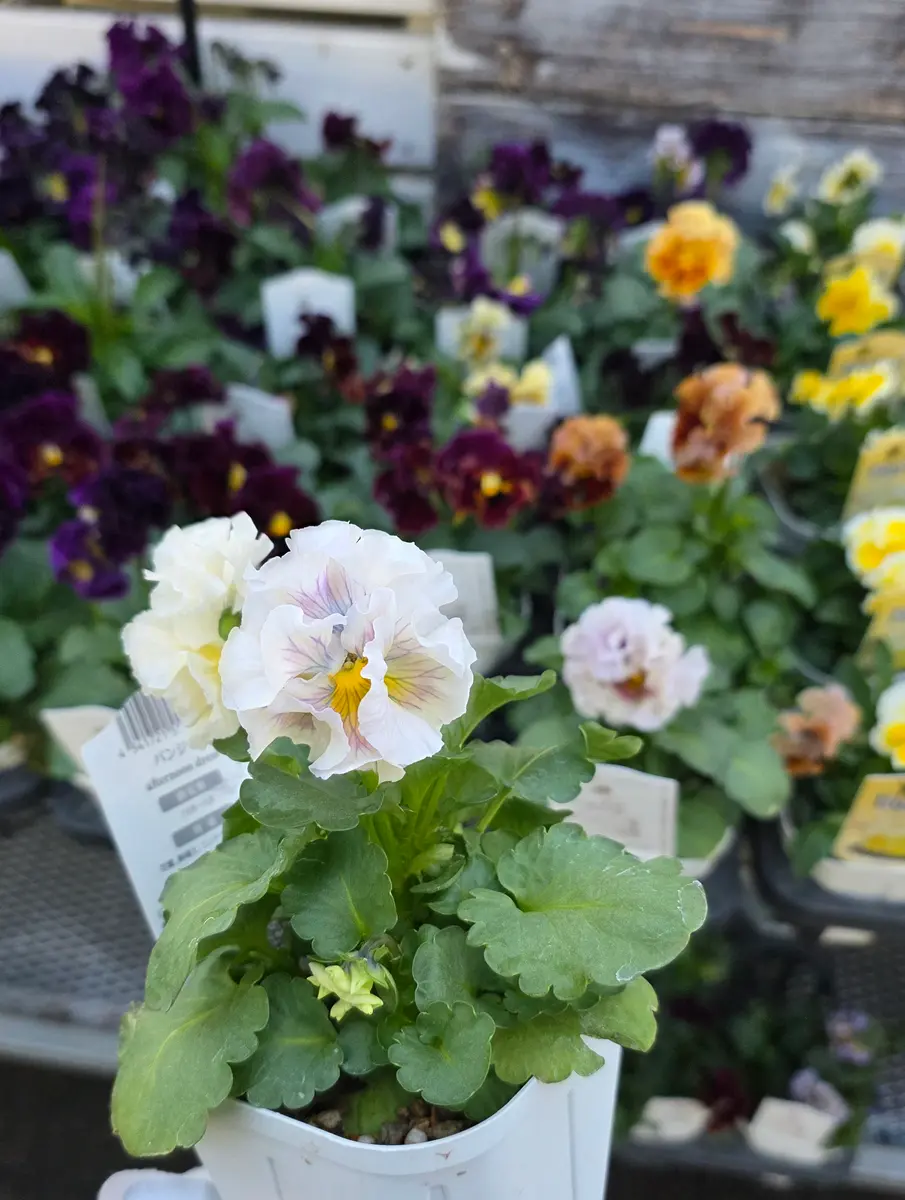 サトウ園芸のアフタヌーンドレス✨｜園芸日記byHitomi0330｜みんなの