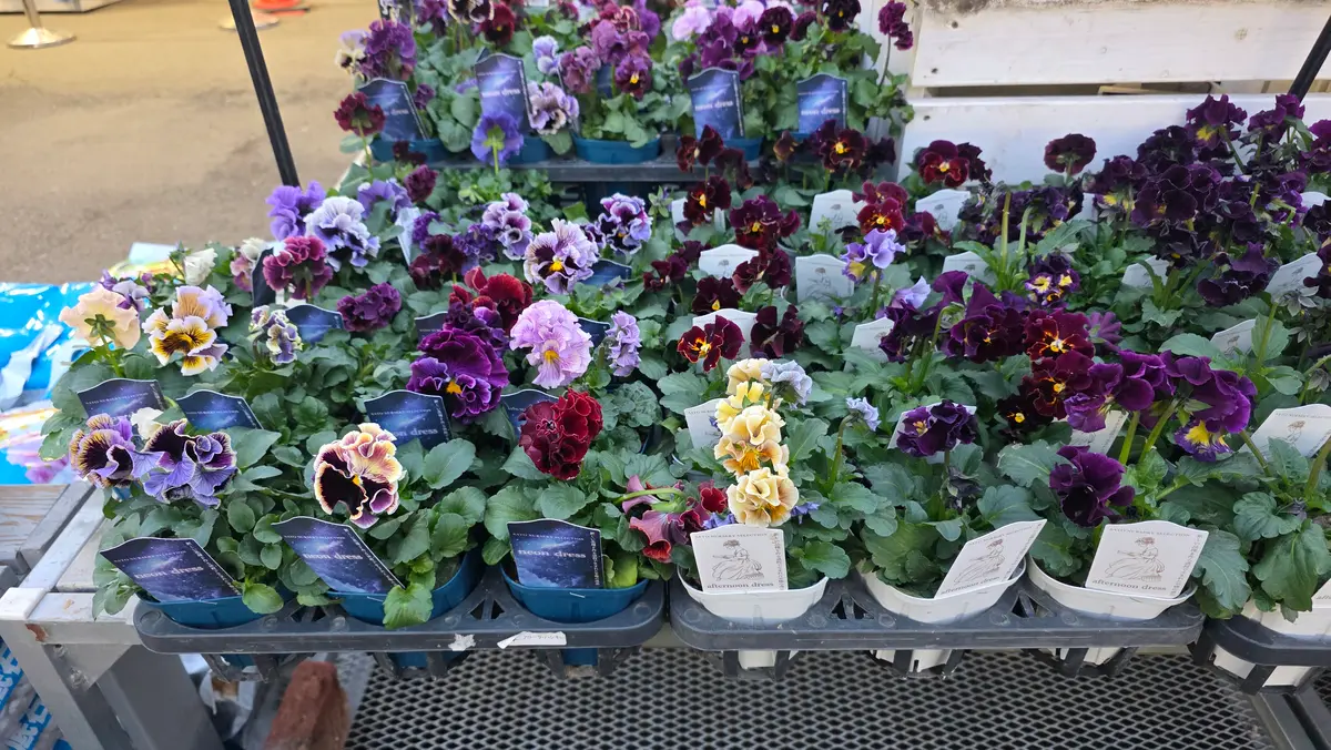 サトウ園芸のアフタヌーンドレス✨｜園芸日記byHitomi0330｜みんなの