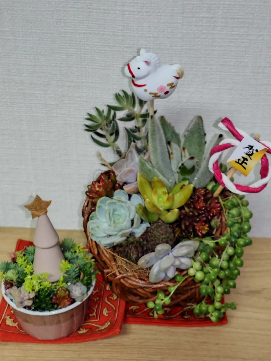 多肉植物のかわいい寄せ植え(よみうりカルチャーセンター横浜)｜園芸