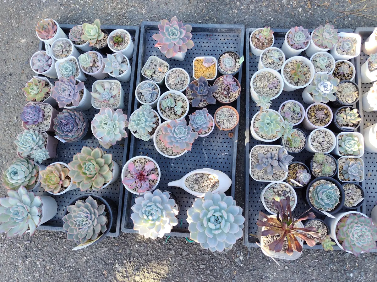 多肉棚の高さの変更｜園芸日記byすてきなおじいちゃん｜みんなの趣味の