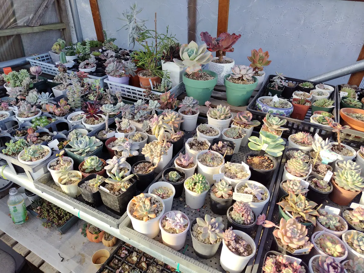 多肉棚の高さの変更｜園芸日記byすてきなおじいちゃん｜みんなの趣味の