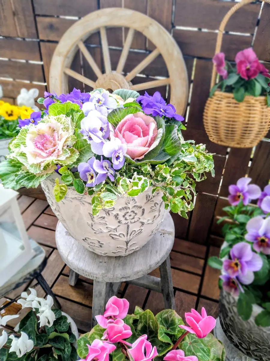 ビオラと葉牡丹の寄せ植えと冬至｜園芸日記byフラワー1968｜みんなの