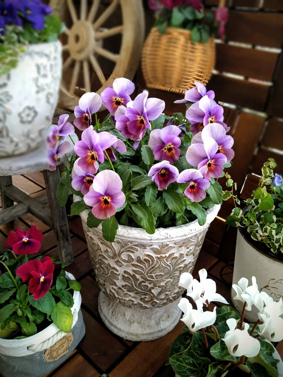 ビオラと葉牡丹の寄せ植えと冬至｜園芸日記byフラワー1968｜みんなの