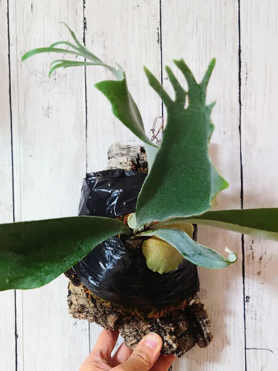 だいぶ個性的なビカクシダ・ベイチーワイルド・vp17さん。｜園芸日記