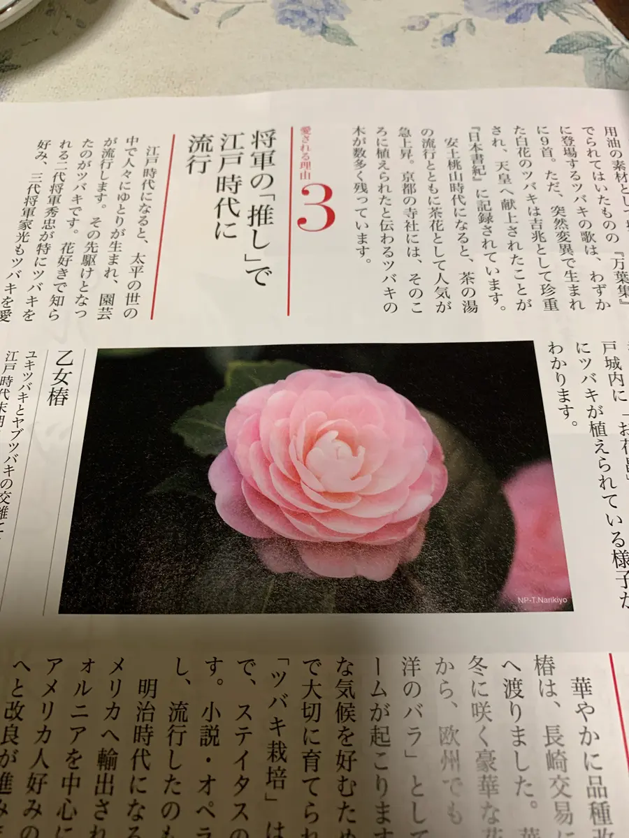趣味の園芸 特集 椿 を 開く と 会員登録した｜園芸日記byたかつー