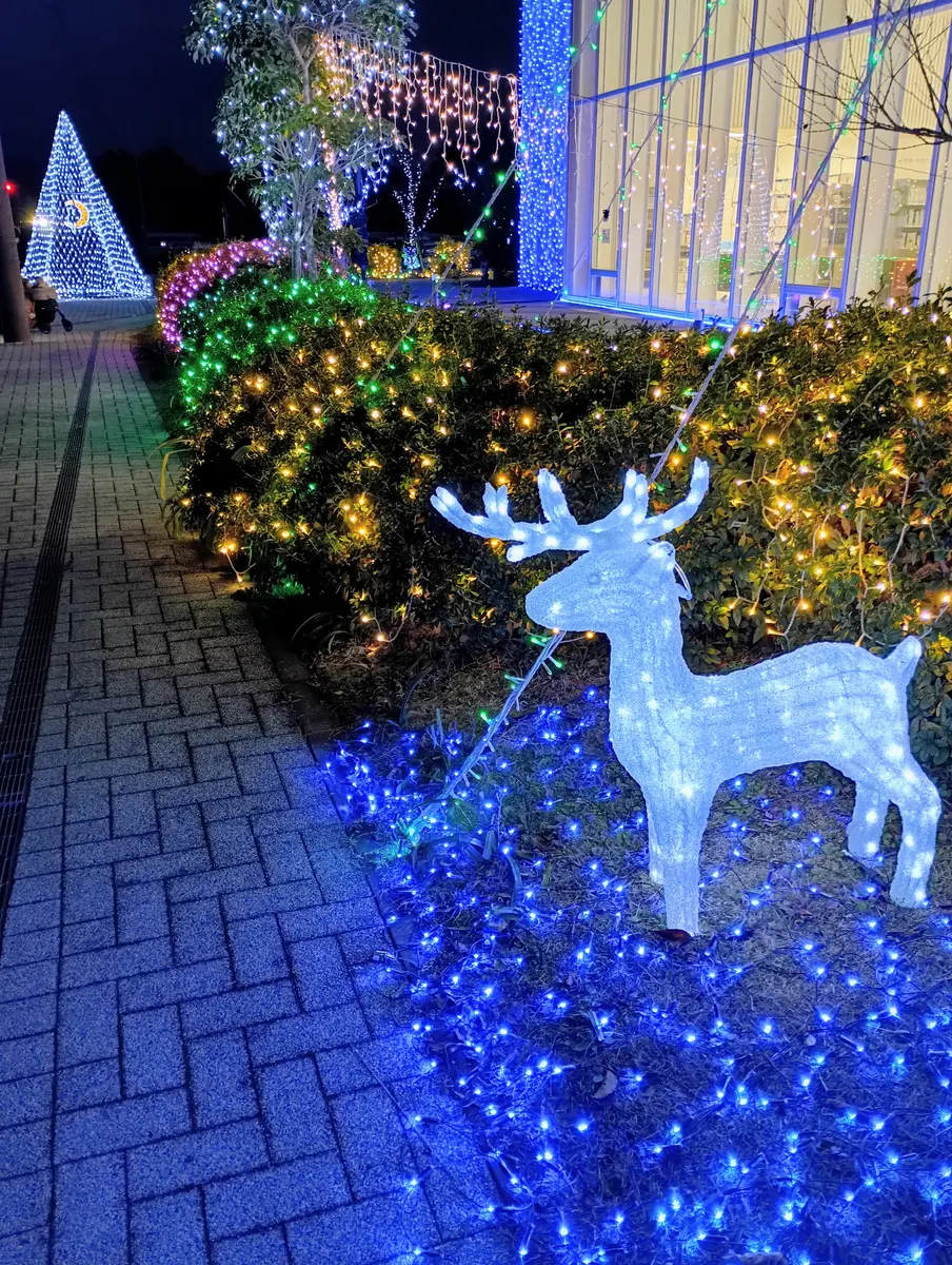 メリークリスマス｜園芸日記byyantarou｜みんなの趣味の園芸｜1405789