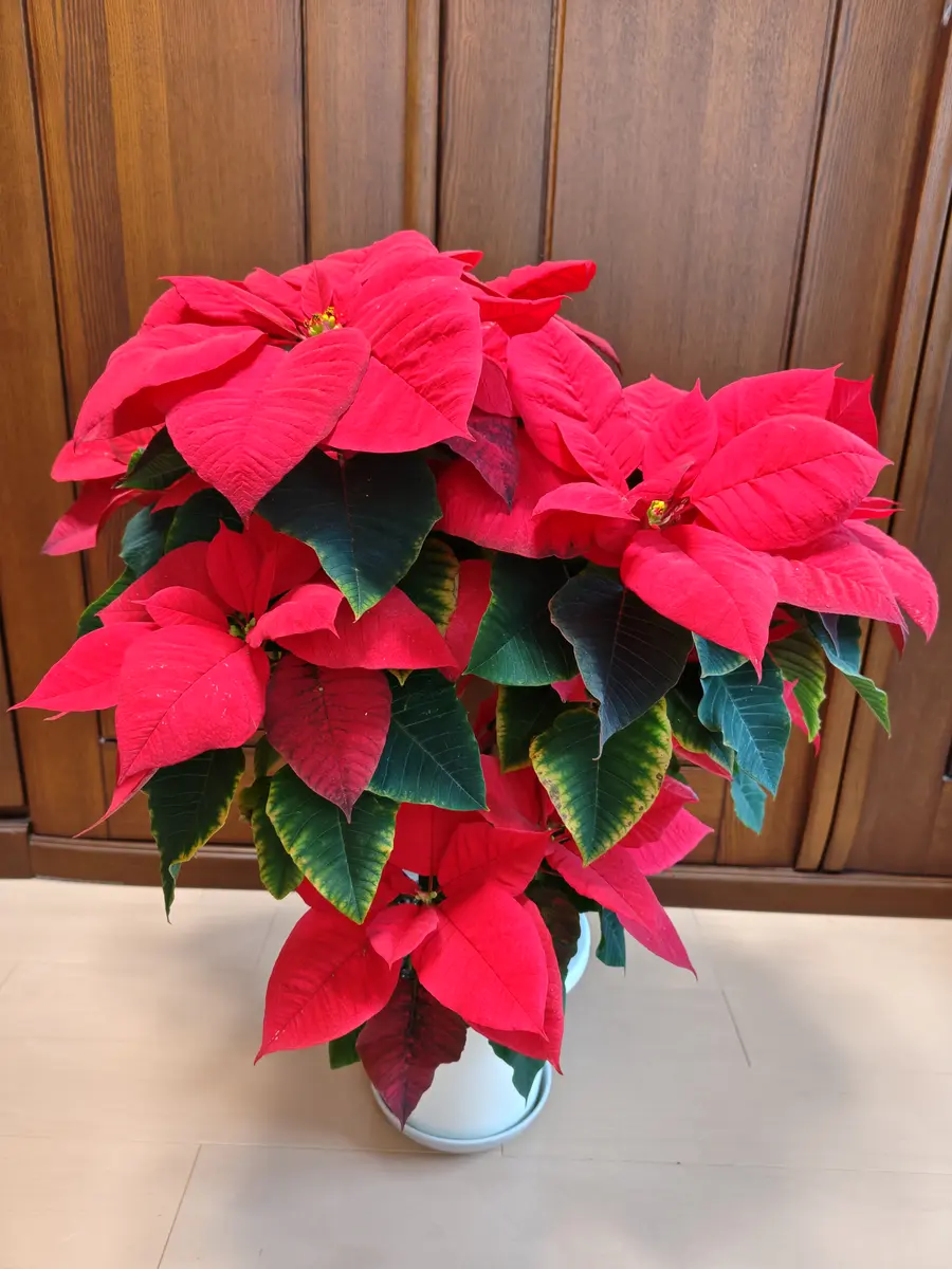 お久しぶりです🙇クリスマス🎄です｜園芸日記byシビップ｜みんなの趣味