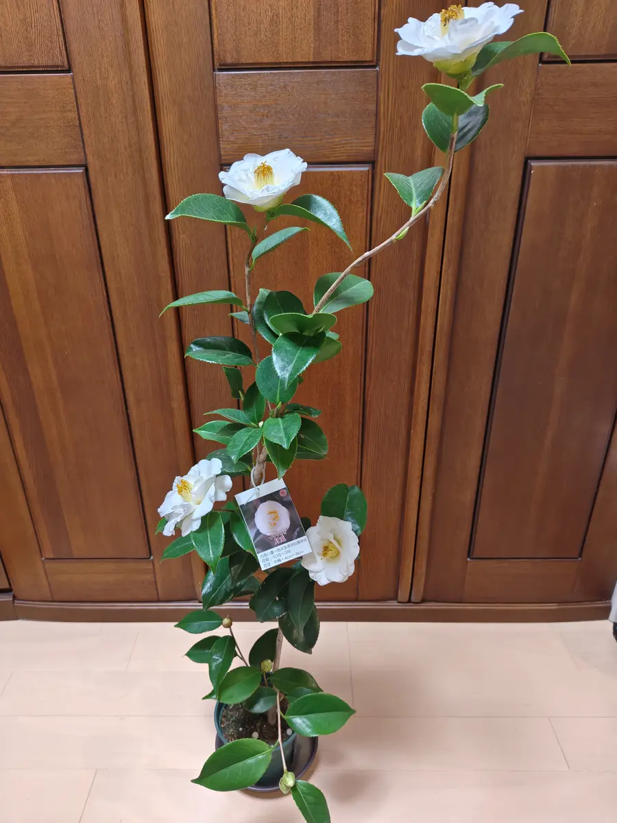 鳴滝白　椿 鳴滝白 椿 ナショナルコレクション