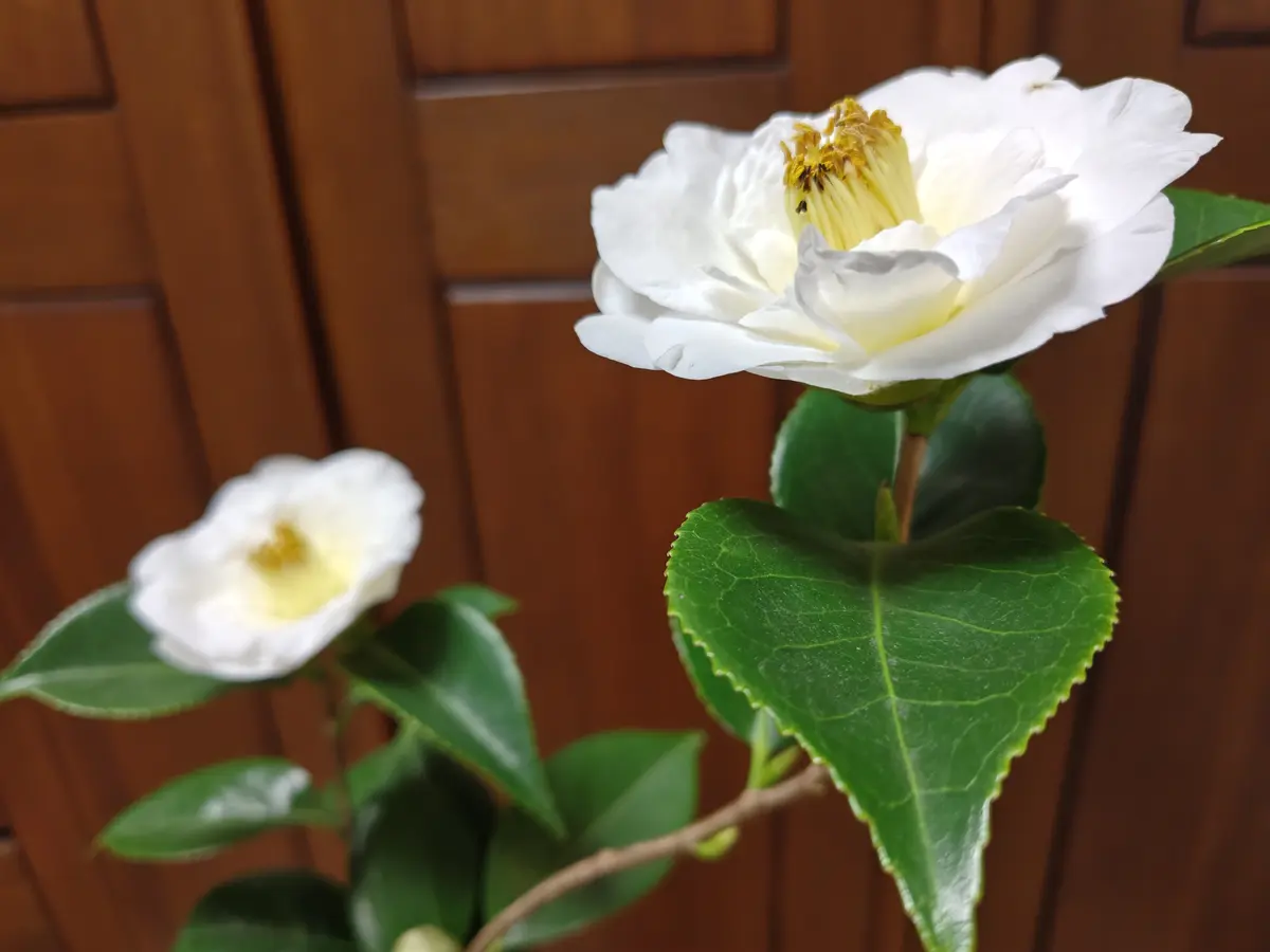 白椿「月兎」、咲きました｜園芸日記byシビップ｜みんなの趣味の園芸