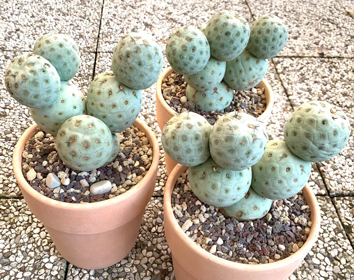 テフロカクタスゲオメトリクス｜園芸日記byB.B.｜みんなの趣味の園芸