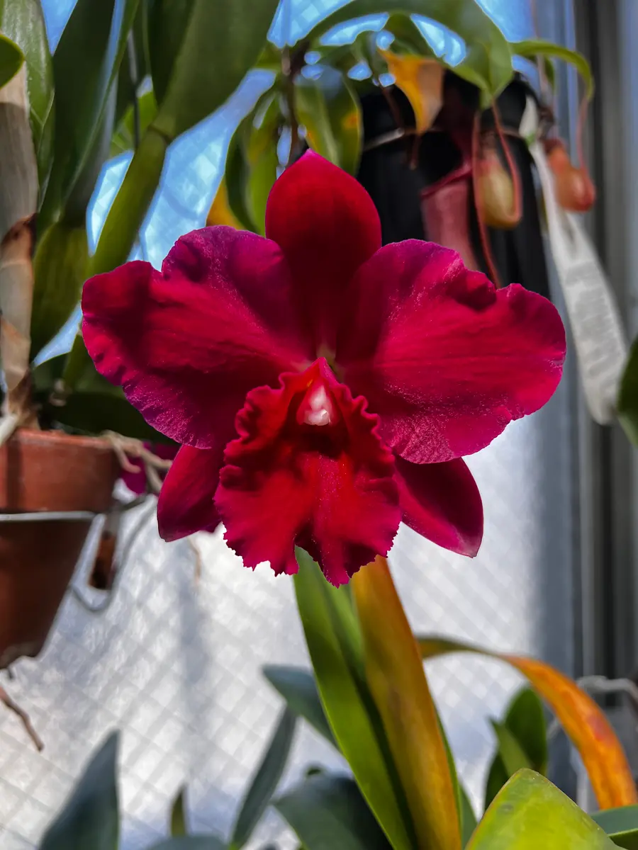 Rlc.Kozo'sScarlet'BlumenInsel'｜園芸日記byゆっけ64｜みんなの
