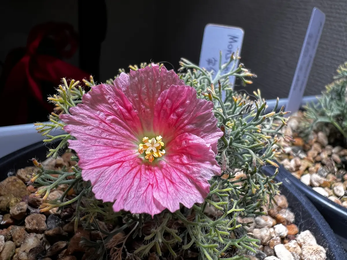 モンソニア ペニクリナム実生大株 昨年開花株 ピンク花 モンソニアぺニクリナム｜園芸日記byゆっけ64｜みんなの趣味の園芸