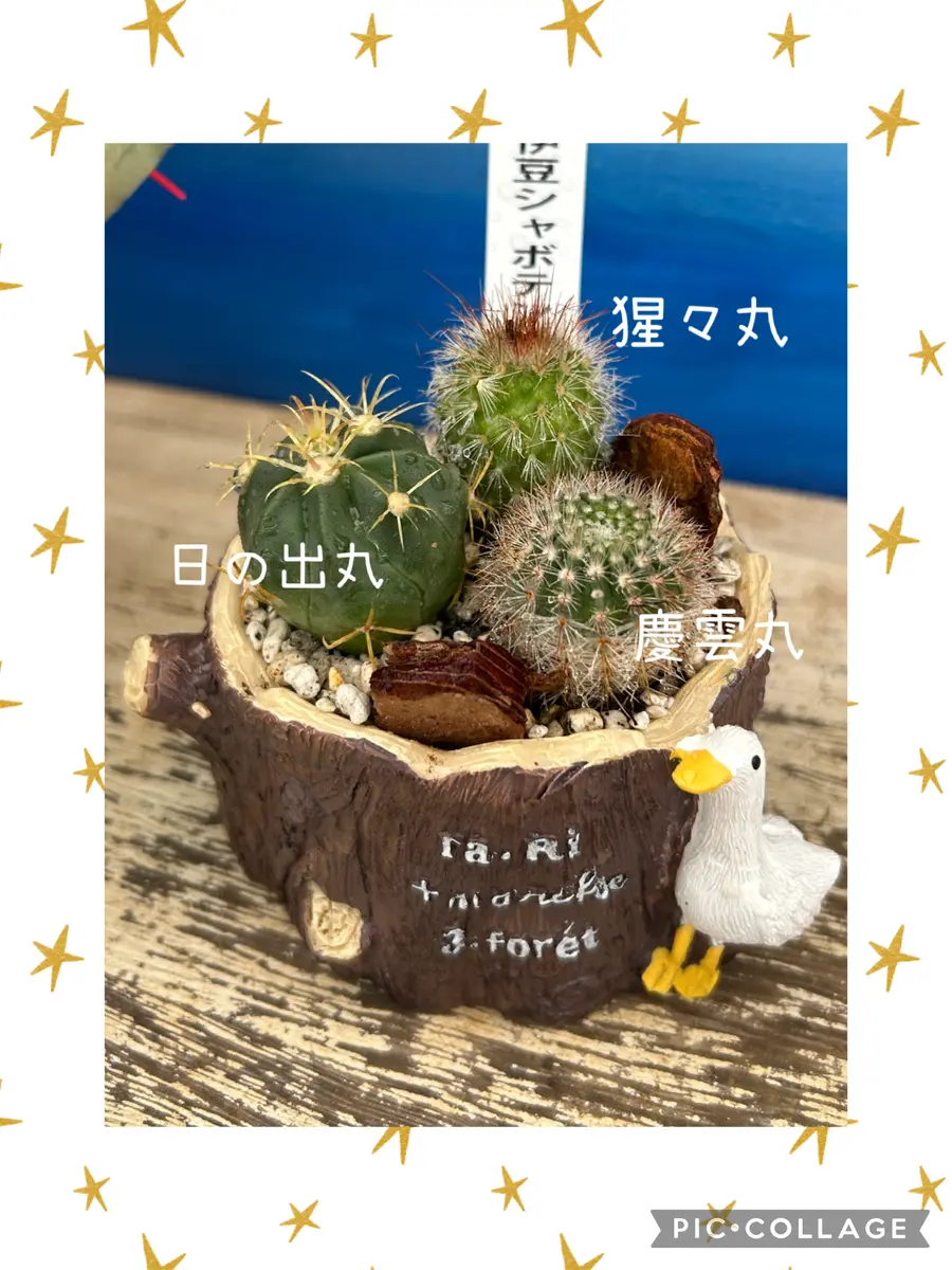 【信】サボテン/シャボテン関連本まとめ 多肉植物 園芸 サボテン狩り🎵｜園芸日記bymisomama｜みんなの趣味の園芸｜1408969