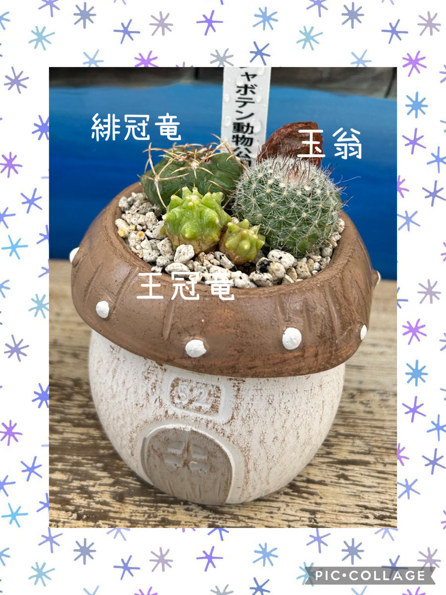 サボテン狩り🎵〔写真2枚目〕-misomamaさんの日記｜みんなの趣味の園芸2026/01/06