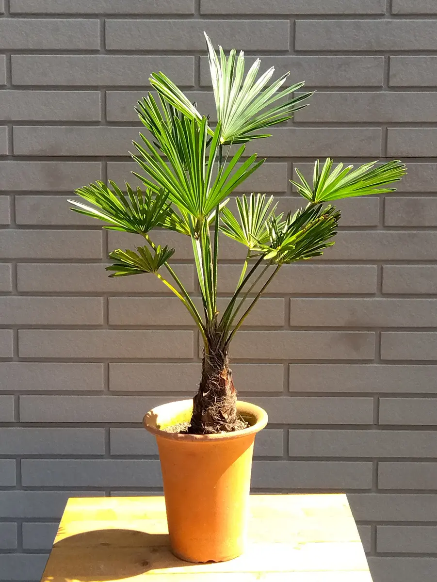 シュロの木　全長約140cm 新品鉢付き シュロの木 約140センチ 鉢付き 観葉植物 シュロ」の人気商品一覧
