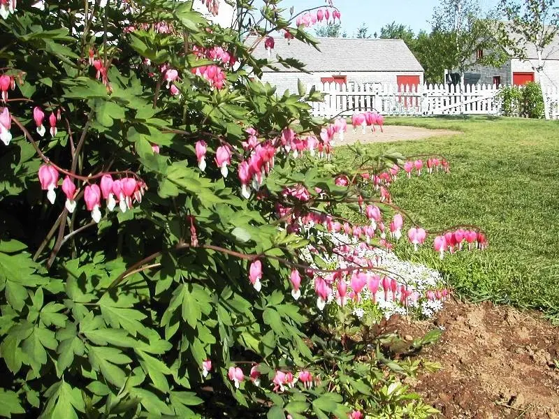 プリンス・エドワード島✨「赤毛のアン」＆お花✨マグネット✨未使用保管品