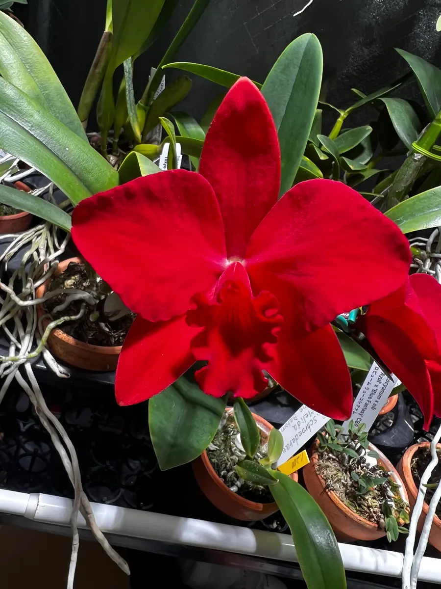 貝殻と赤い花のリトグラフ Rlc.AbilityRed'SunsetMemory'｜園芸日記byゆっけ64