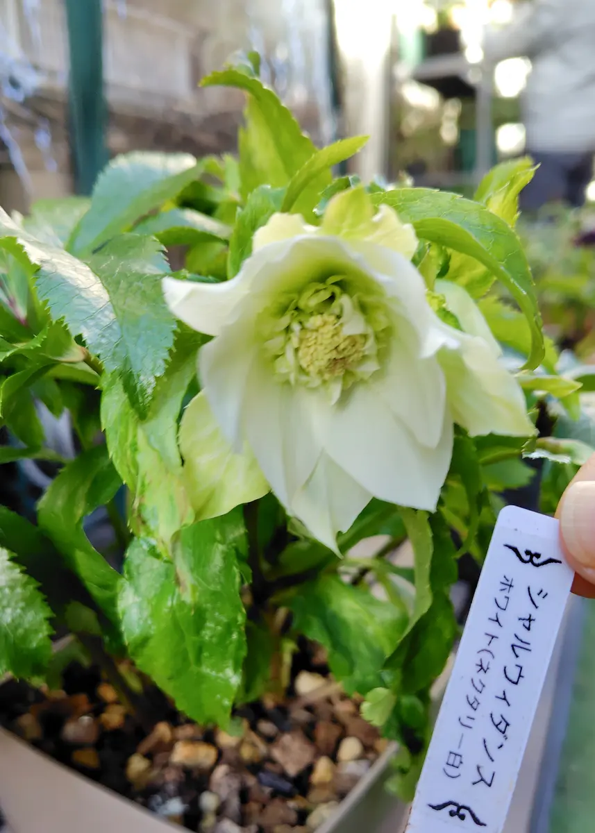 クリスマスローズのお迎え｜園芸日記byアザラシ大好き｜みんなの趣味の