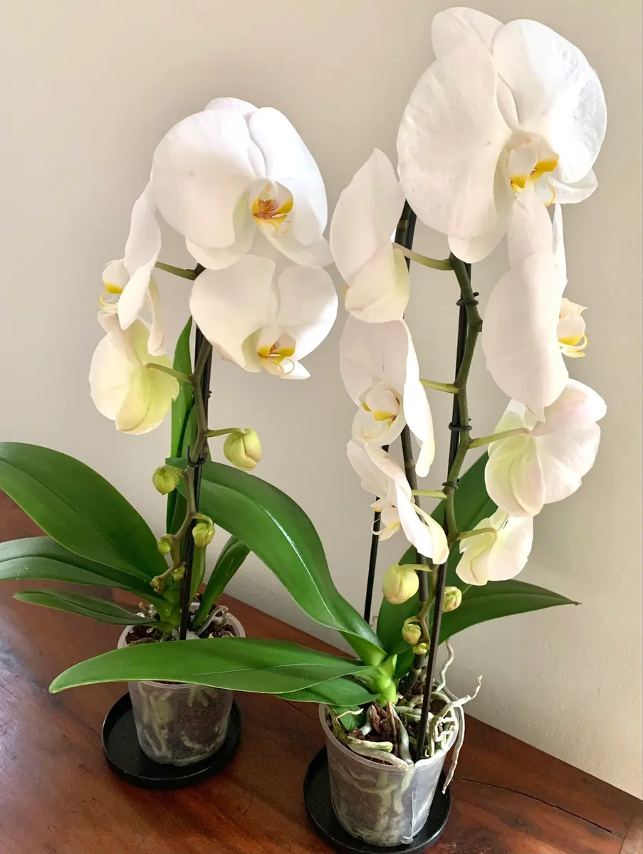 胡蝶蘭（ファレノプシス）が来た｜園芸日記byB.B.｜みんなの趣味の園芸