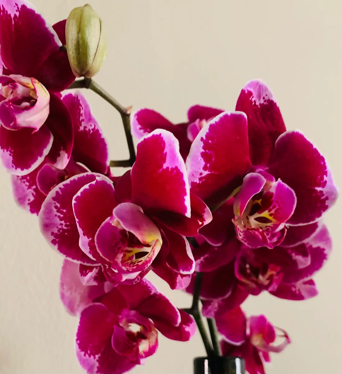 胡蝶蘭（ファレノプシス）が来た｜園芸日記byB.B.｜みんなの趣味の園芸