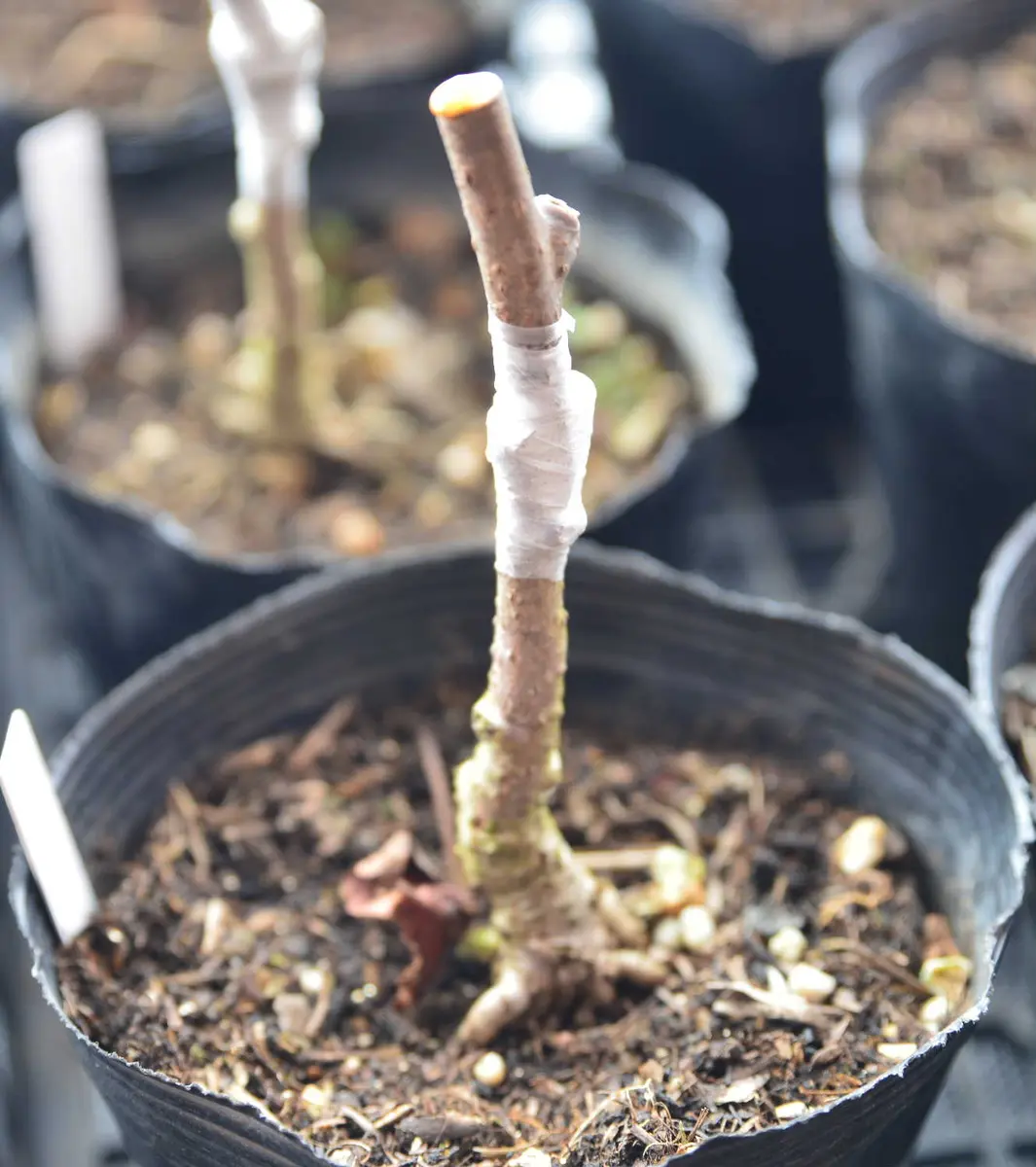 キウイの接ぎ木をしました🎵🎵｜園芸日記bytotyan｜みんなの趣味の園芸