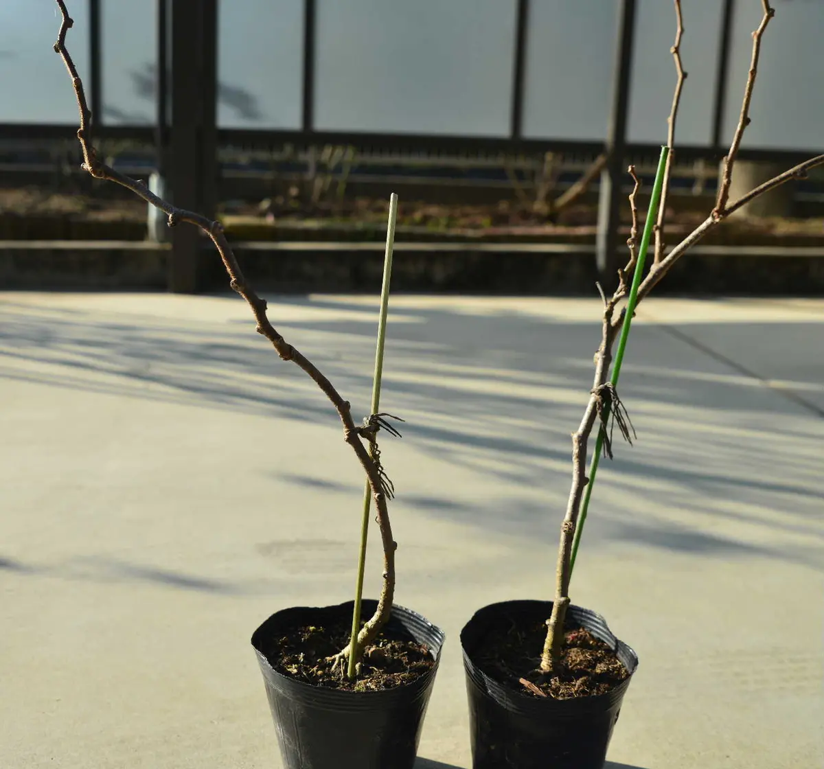 キウイの接ぎ木をしました🎵🎵｜園芸日記bytotyan｜みんなの趣味の園芸