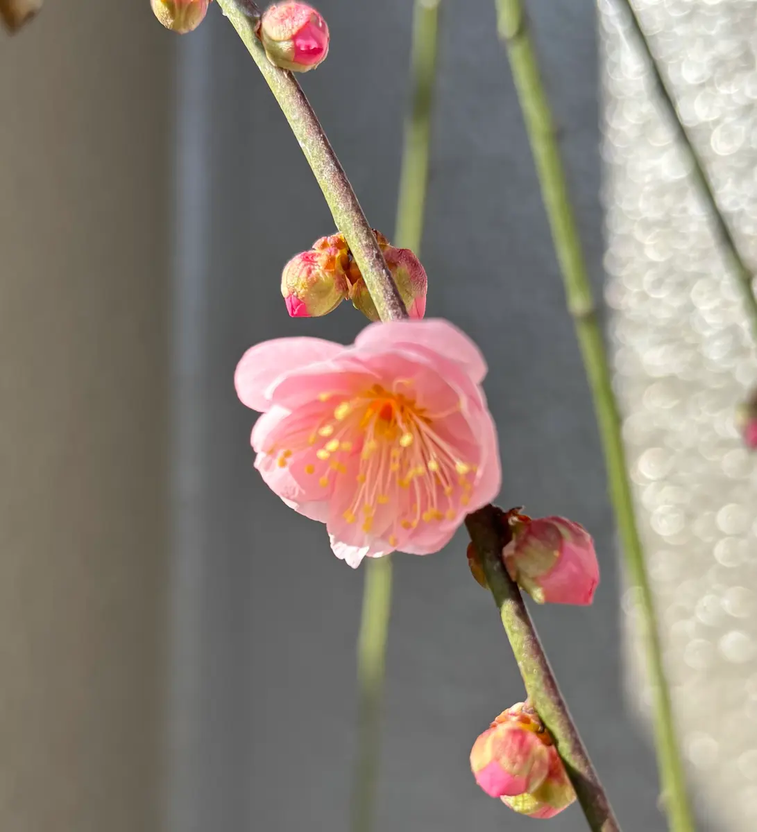 しだれ梅開花｜園芸日記byはるのやよい｜みんなの趣味の園芸｜1410965