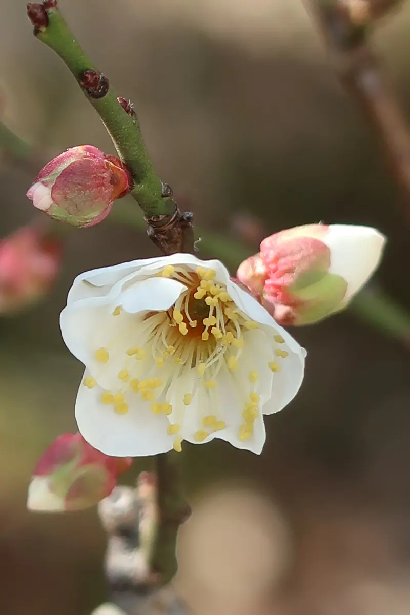 梅の花｜園芸日記bykusaokina｜みんなの趣味の園芸｜1410975