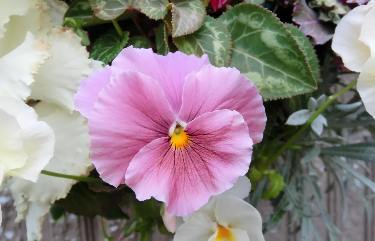 パンジーさま　２枚お纏めページ(a,d) パンジ－｜園芸日記byfuchi｜みんなの趣味の園芸｜141111