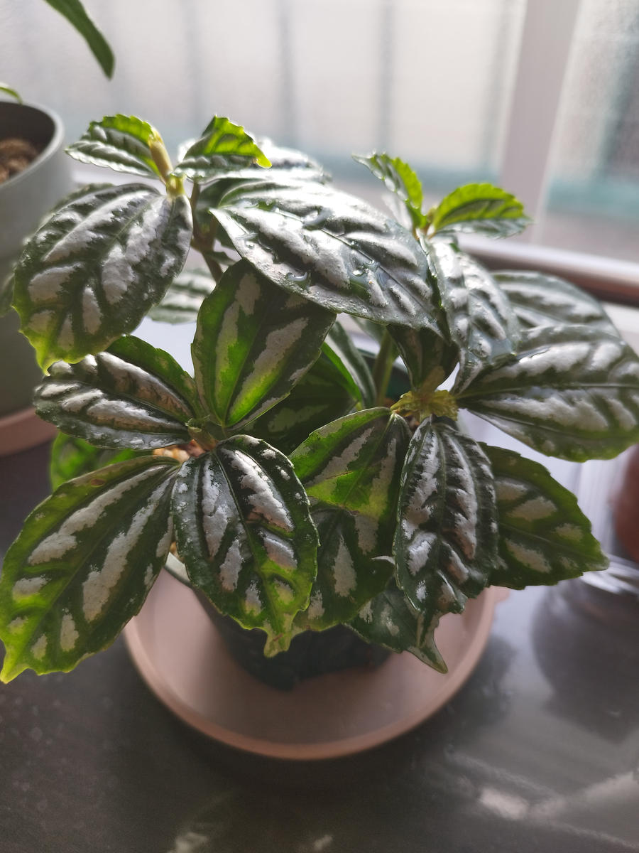 ダイソー観葉植物 レア 2026