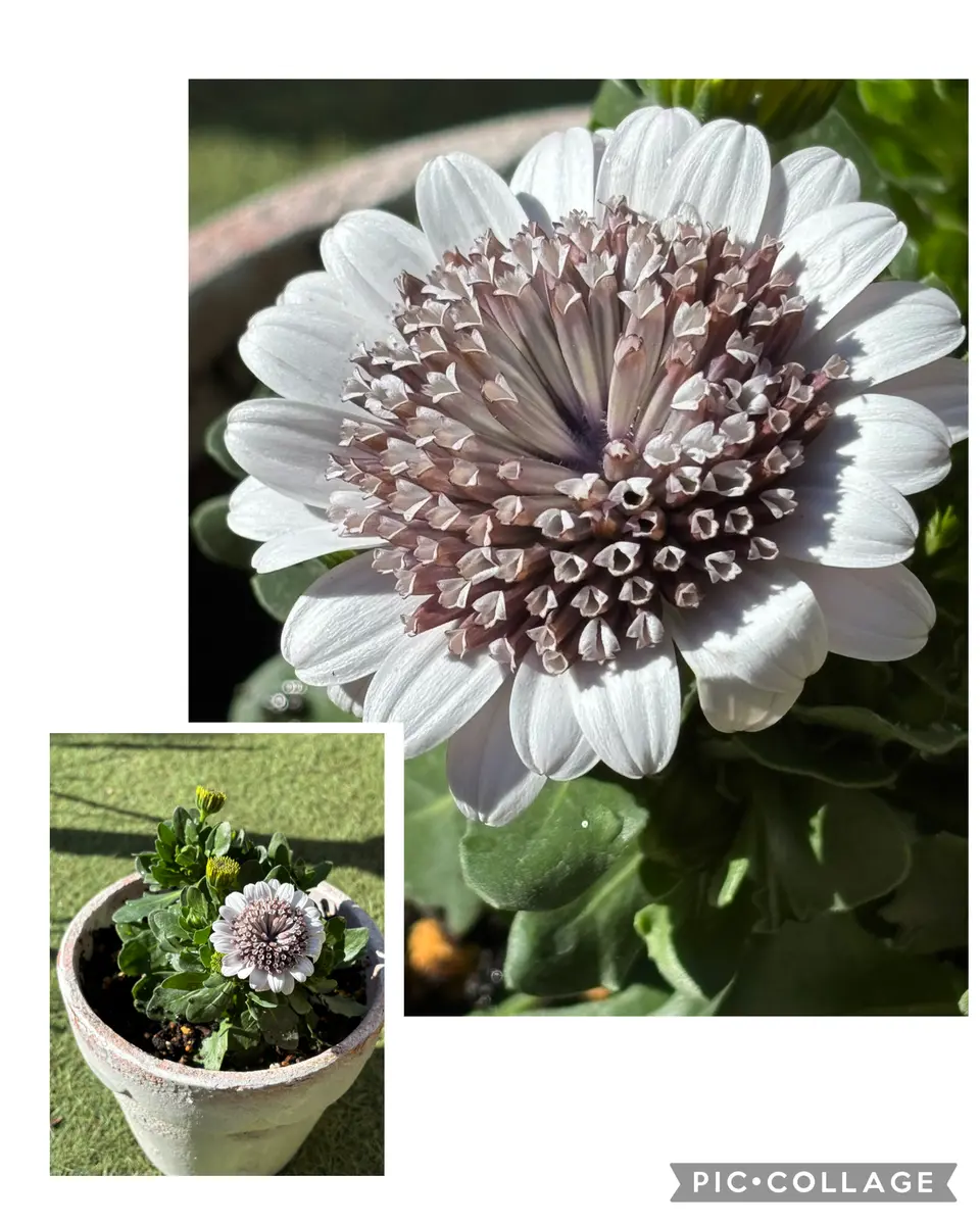 オステオスペルマム&プリムラマラコイデス｜園芸日記byみそスープ