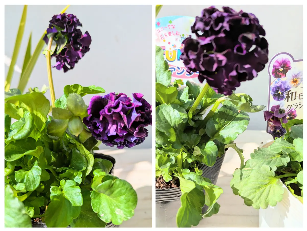 tomi ビオラ 2ポット ベジハナファームさんのビオラ2ポット 農家の喜び