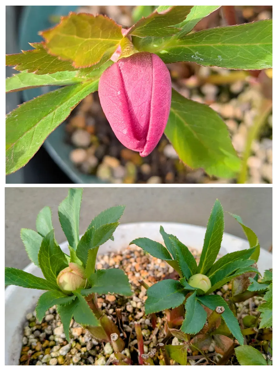 クリスマスローズの蕾｜園芸日記byjictenko｜みんなの趣味の園芸｜1411219