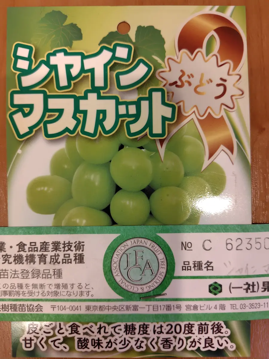 マスカットページ シャインマスカット鉢植え 中耕 寒肥｜園芸日記byヒバゴン｜みんなの