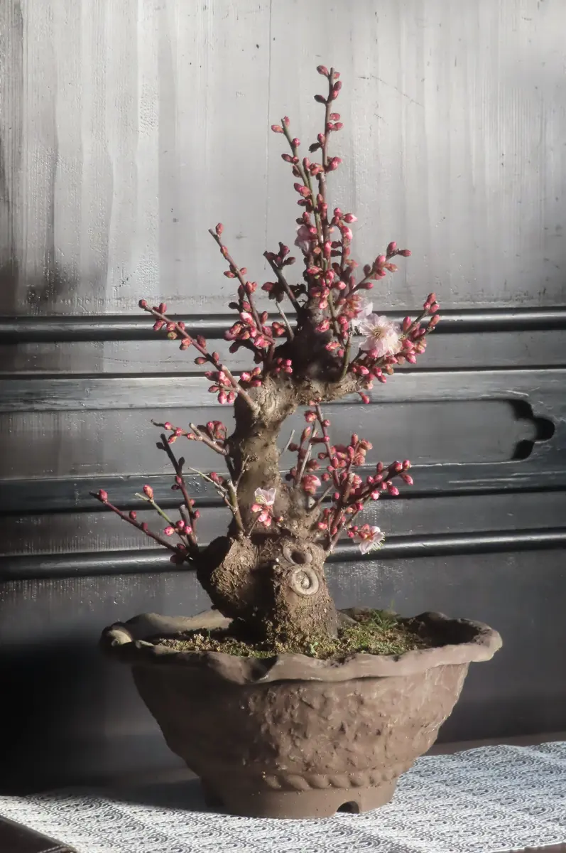 紅冬至梅｜園芸日記by菊一｜みんなの趣味の園芸｜1411528
