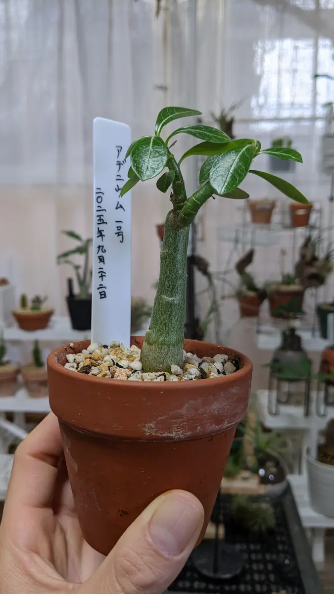 アデニウムの水やり完了✌️｜園芸日記byもけ③｜みんなの趣味の園芸