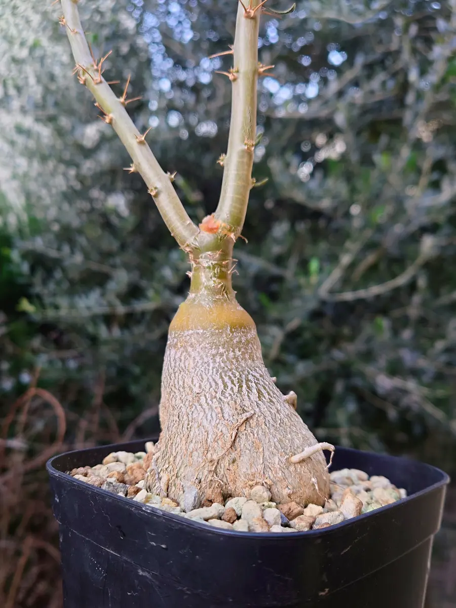 昭和のお父さんの哀愁を感じる、パキポディウム・サキュレンタムさん